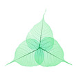 Skeleton Leaves Flower