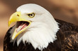 Foto: Águila americana Águila americana