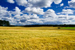 Golden ripe barley field landscape
