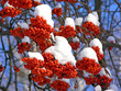 Rowan berries under the snow