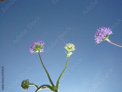 Photo: Blumen Blumen