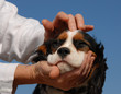 caresse et petit chien