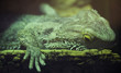 Lizard