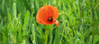 Poppy Field