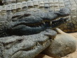 Crocodiles sleeping in a spanish zoo
