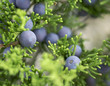 Mountain Cedar