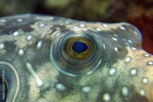 Photo: Ojo de pez Ojo de pez