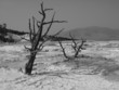 Northern Plains Wyoming Yellowstone Mammoth Hot Springs