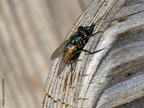Foto: Fly Fly