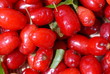 corniolo