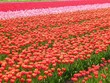 champ de fleurs en hollande