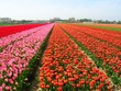 Champ de fleurs en hollande