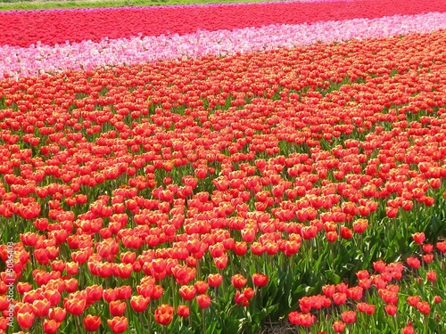 champ de fleurs en hollande