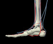 Foot Bones, Arteries and Veins Side