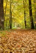 Forêt d'automne Forêt d'automne