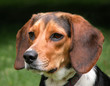 Lucy the Beagle