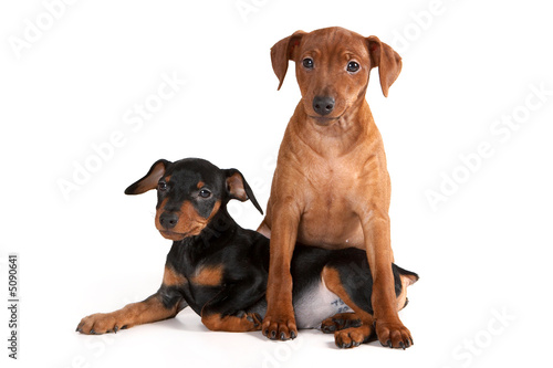 Foto: Brown pinscher puppy Brown pinscher puppy