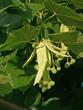 Herbs: Linden seeds