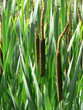 Cattail panicles