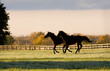 Early Morning Canter