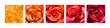 Rose Hearts Rainbow