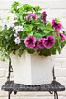 Summe flower tub