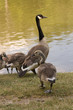Canadian Geese