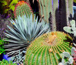 Morocco, Marrakech: cactus