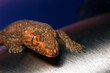 Gecko