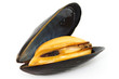 Photo en ligne au meilleur prix Mussel