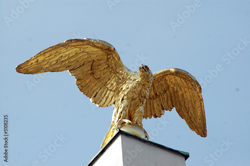 aquila aquila