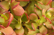 plante grasse 4 plante grasse 4