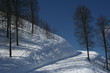  	Snow forest and skiing track on in the high mountains