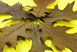 	herbstliche eichenblätter