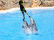 Dolphin Show