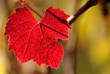 Colors of autumn beaujolais grapevine Colors of autumn beaujolais grapevine