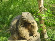 marmote