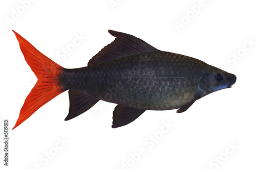 Photo: Tropical fish Epalzeorhynchos bicolor isolated on white Tropical fish Epalzeorhynchos bicolor isolated on white