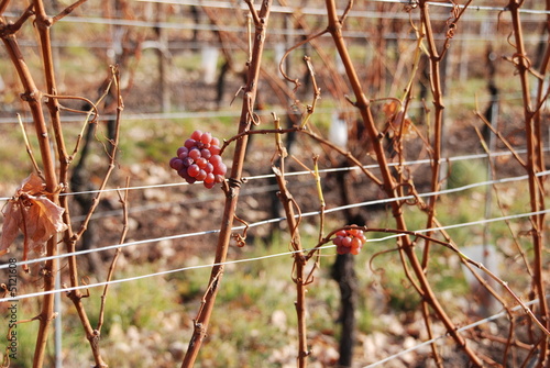 la vigne
