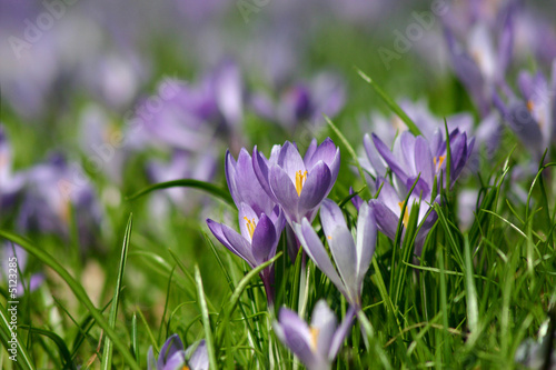 Foto: Frühlingswiese Frühlingswiese