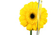 Sun Flower Oil Sun Flower Oil
