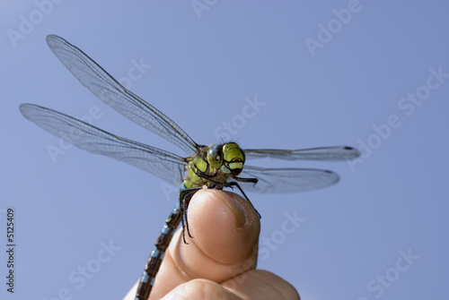 Foto: Libellendressur Libellendressur