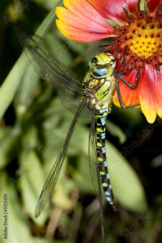 Foto: Libelle und Blüte Libelle und Blüte