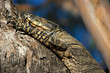 goanna in tree