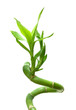 bamboo leaves