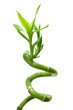 lucky bamboo