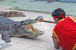 Crocodile Show