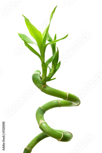 lucky bamboo