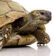 Herman's Tortoise - Testudo hermanni