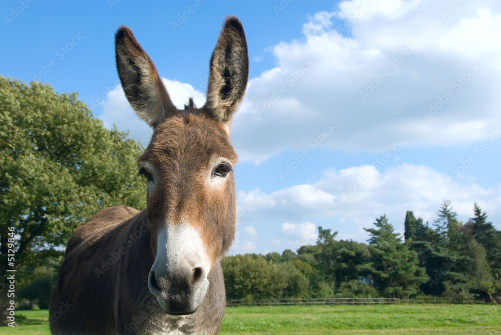 Donkey - Esel